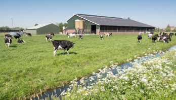 Grazende koeien in een groene Nederlandse weide op een zonnige zomerdag