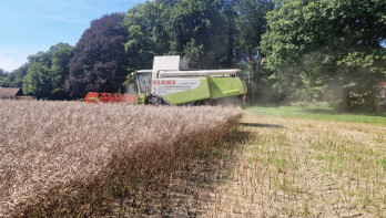 Koolzaadoogst op een akker