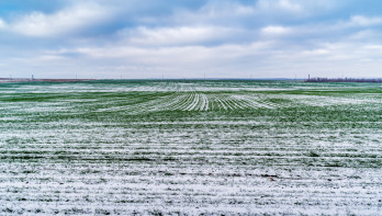Met sneeuw bedekt veld met groene scheuten van wintergraan, vroege groei in de winterlandbouw