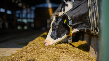 Koeien in de stal eten bij het voerhek, melkveehouderij
