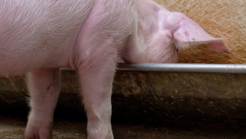 Biggen in een moderne Nederlandse varkensstal, varkenshouderij