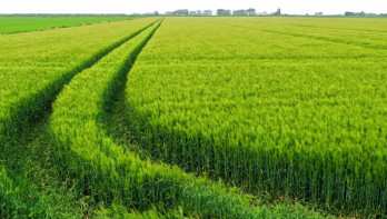 Gerst als rustgewas op akkerbouwland voor bodemverbetering