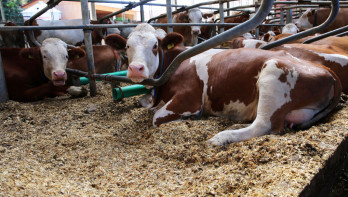 Koeien rustend op ligbedden in een stal