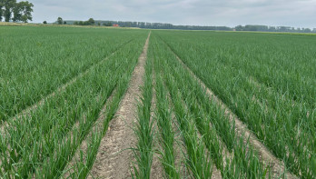 Uien groeien op een veld in Nederland, akkerbouwgewas