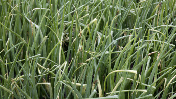 Uienveld in Nederland tijdens het groeiseizoen