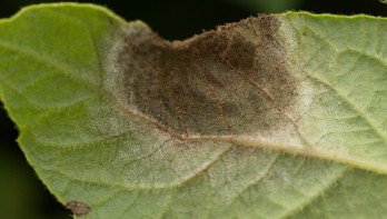 Bladeren van aardappelplant aangetast door Phytophthora, tekenen van aardappelziekte