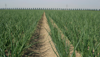 Veld met uien, akkerbouwgewas