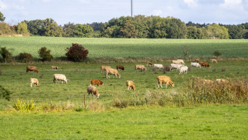 Koeien grazen in een weide in Duitsland, melkvee op een boerderij