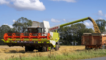 Tarweoogst op het veld met een combine