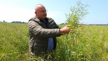 Winterkoolzaadteelt op het veld, een gewas dat goed is voor de bodemgezondheid