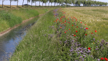 Bloemrijke akkerrand in Nederland