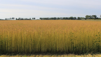Uitgestrekt vlasveld met goudgele stengels en zaaddozen, klaar voor de oogst, onder een licht bewolkte hemel