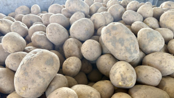 Aardappelen vers uit de klei geropoid