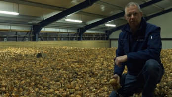 Een man zit in een schuur met uien