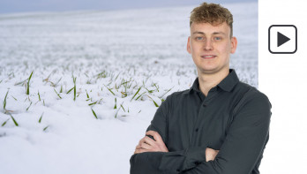 sneeuw wintertarwe tarwe