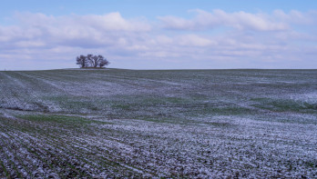 Wintertarwe met een beetje sneeuw