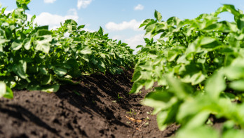 Aardappelplanten in het voorjaar