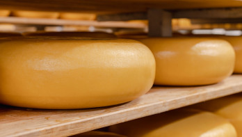 Kaas rijpend op houten planken, zuivelproduct