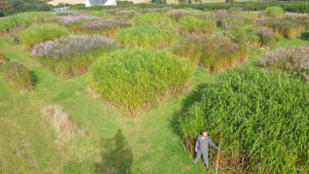 Een dronefoto van een man in een Miscanthusveld