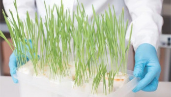 Persoon in een laboratoriumjas met blauwe handschoenen houdt een plastic bak vast met jonge groene plantjes die in een witte kweekbodem groeien.