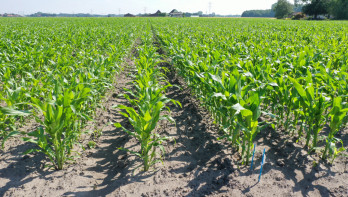 Een veld met maisplanten