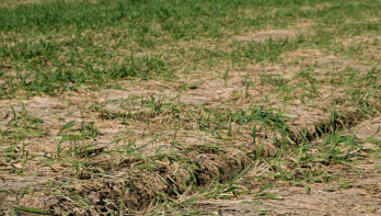 Droogte in wintertarwe in Oklahoma