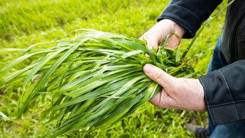 Handen van een persoon die een bos vers groen gras vasthouden