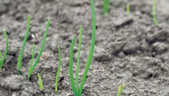 Jonge groene uienplantjes die net uit droge, bruine grond opkomen.