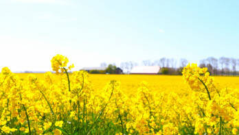 Gele koolzaadbloemen op de voorgrond van een uitgestrekt veld met een boerderij in de verte onder een heldere blauwe lucht.