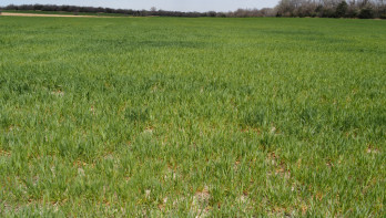 Tarweperceel in Kansas dat ongelijk staat door droogte