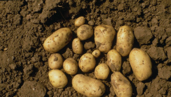 Aardappelen op de grond