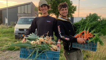 Twee mannen houden kratten met vers geoogste uien en wortelen vast op het land bij zonsondergang.
