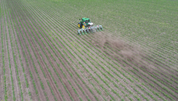 Tractor schoffelt tussen jonge maïsrijen op een akker