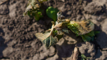Aardappelbladeren aangetast door vorst in het voorjaar op een landbouwperceel.