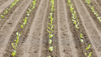 Rijen met ijsbergsla plantjes op een akker
