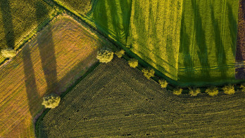 Luchtfoto van landbouwpercelen met verschillende gewassen, gescheiden door groene stroken en bomen, in warm avondlicht.