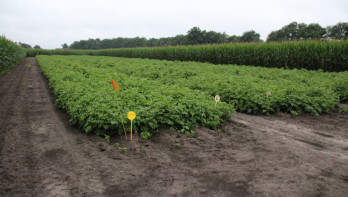 Een proefveld met aardappelplanten
