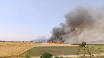 Brand in tarwe