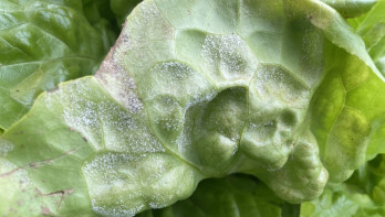 Ziekteverwekker Bremia lactuca in sla