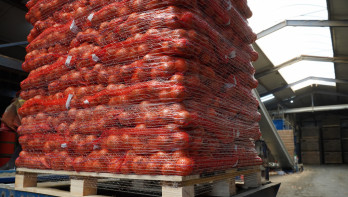 Uien op pallets