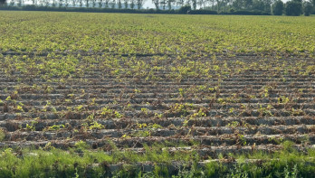 Droogte in aardappelen