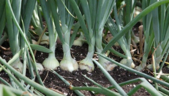 Uien groeien in rijen op een akker, met deels zichtbare witte bollen en groene bladeren boven de grond.