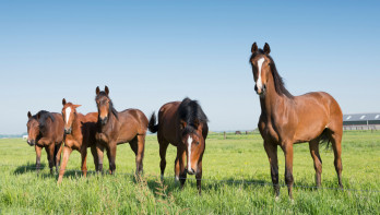 Paarden