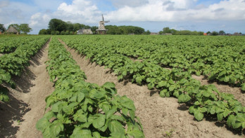 Een aardappelveld met een molen op de achtergrond