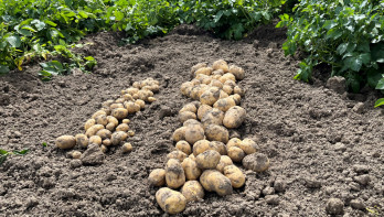 Aardappelmonsters