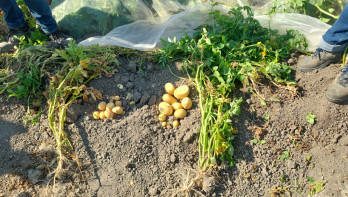 Een aardappelplant besmet met Stolbur-RTD en een gezonde plant