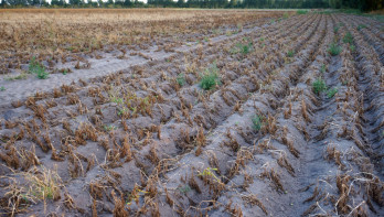 Aardappelruggen in een droge zomer