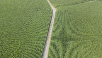 Een maisveld gefotografeerd van boven