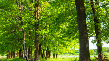 Bomen Nederland