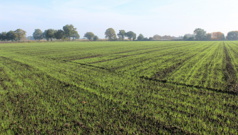 Ingezaaid grasland met bomen en een blauwe lucht op de achtergrond
